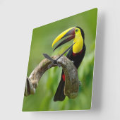 Horloge Carrée Toucan assis sur la branche dans la forêt (Angle)