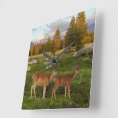 Horloge Carrée Tuolumne Meadow, yosemite (Angle)