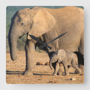 Horloge Carrée Une mère éléphant d'Afrique et son petit en mouvem