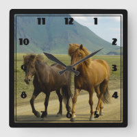Une paire de poneys islandais Brown
