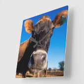 Horloge Carrée Une vache jersey curieuse (Angle)