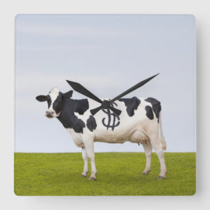 Horloge Carrée Une vache laitière du Holstein avec des taches