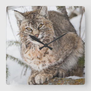 Horloge Carrée USA, Wyoming, Parc national de Yellowstone, Bobcat
