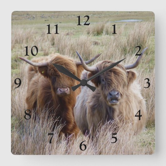 Horloge Carrée Vaches écossaises des Highlands (Recto)
