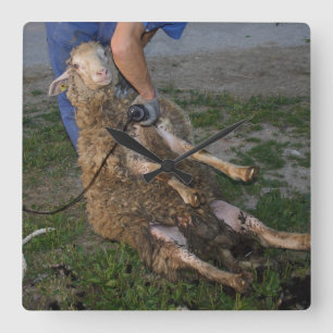 Horloge Carrée Vis du mouton