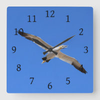 Voler Gannet Oiseau Ciel bleu