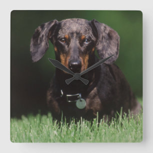 Horloge Carrée Vue de Dachshund couleur panachée