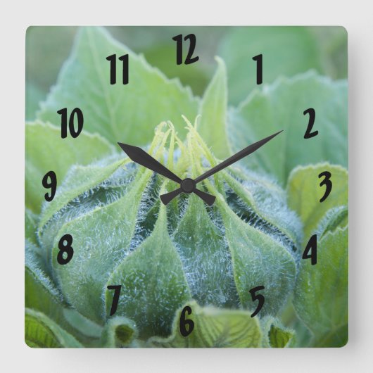 Horloge Carrée Vue rapprochée de l'Achille de tournesol recouvert (Recto)