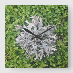 Horloge Carrée Wanduhr helle Flechte auf grünem Moos