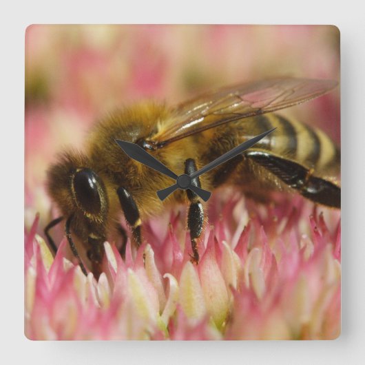 Horloge Carrée Western Honey Bee Macro (Recto)