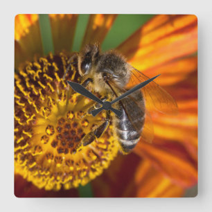 Horloge Carrée Western Honey Bee Macro photo