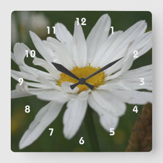 Horloge Carrée White Daisy Flower With Raindrops (Recto)