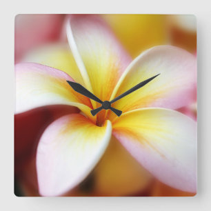 Horloge Carrée White Plumeria Frangipani Hawaii Flower Hawaiian