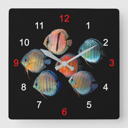 Horloge Carrée Wild Discus fish (Recto)