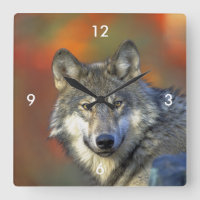 Wolf_2015_0302