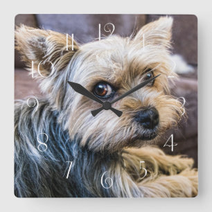 Horloge Carrée Yorkshire Terrier