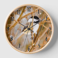 Chickadee au plafond noir - Photo originale