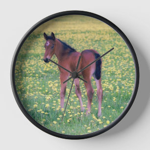 Horloge Colt dans le champ de Dandelion