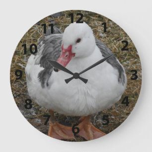Horloge de canard de Muscovy