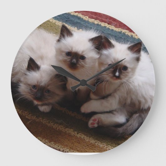 Horloge de chatons de Ragdoll (Recto)