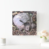 Horloge de la tortue (Maison)