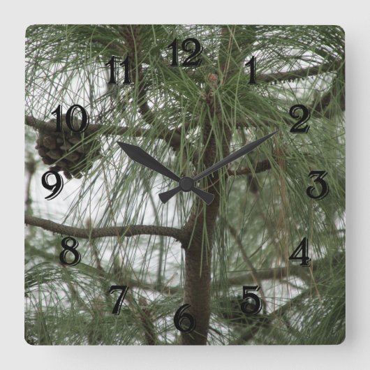 Horloge de l'arbre des pins (Recto)