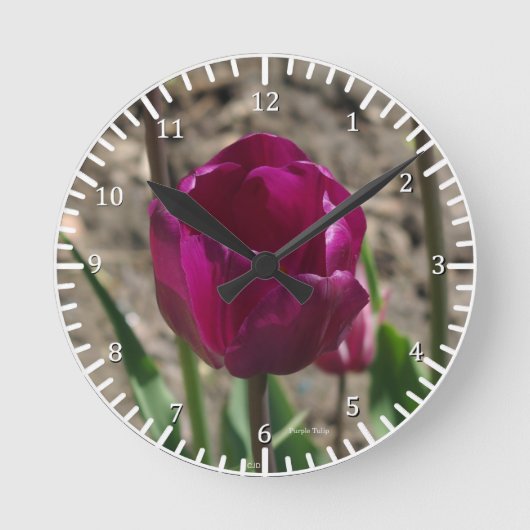 Horloge de Tulipe pourpre (Recto)