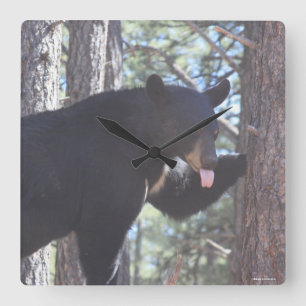 Horloge d'ours noir
