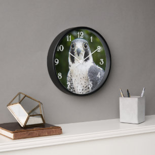 Horloge Faucon pèlerin Oiseau de proie Photo