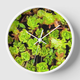 Horloge Fleurs vertes Succulentes