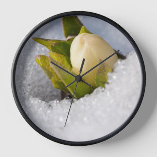 Horloge Hellebore poussant à travers la neige,