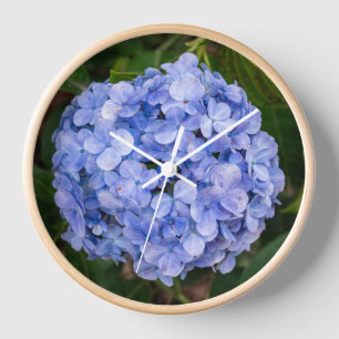 Horloge Hydrangea macrophylla