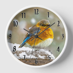 Horloge Merlebleu de l'Est dans la Neige - Photographie Or