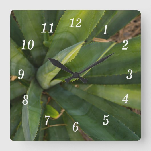 Horloge murale Aloe Vera (Recto)