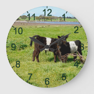 Horloge murale avec veaux Galloway à ceinture