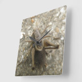 Horloge murale Brown de cricket de champ (Angle)