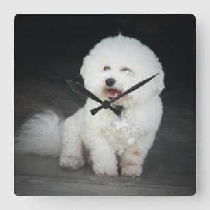 Horloge murale de Bischon Frise