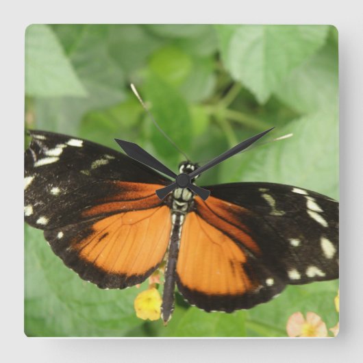 Horloge murale de papillon long tigre (Recto)