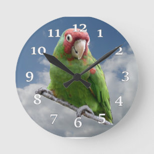 Horloge murale de perruche masquée par rouge