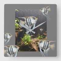 Horloge murale de poisson à répartition tropicale