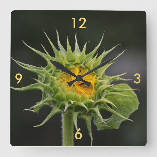 Horloge murale de Tournesol (Recto)