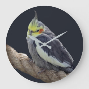 Horloge murale perroquet oiseau câlin