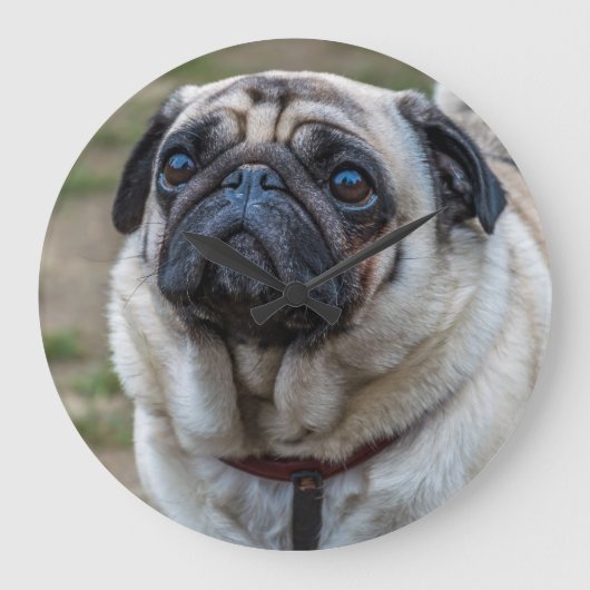 horloge murale pour chien carlin (Recto)