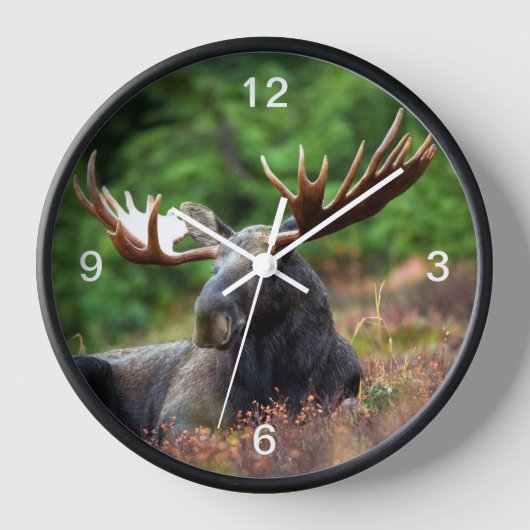 Horloge Oie (Recto)