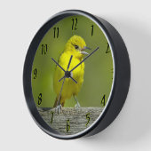 Horloge Orchard Oriole - Photo originale (Angle)