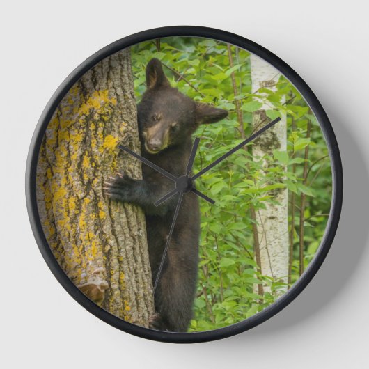 Horloge Ours noir jeune | Minnesota (Recto)