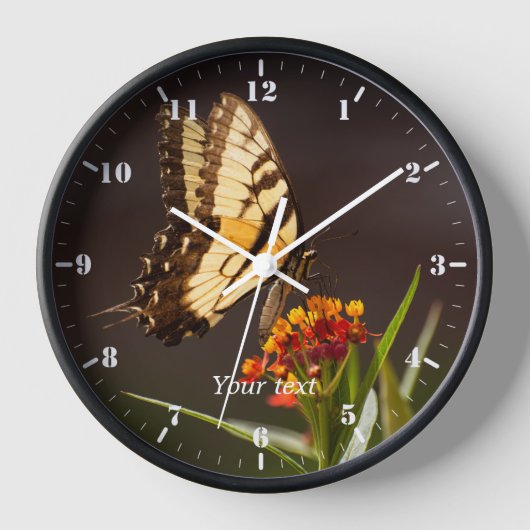 Horloge Papillon à queue noire sur la fleur d'algue (Recto)