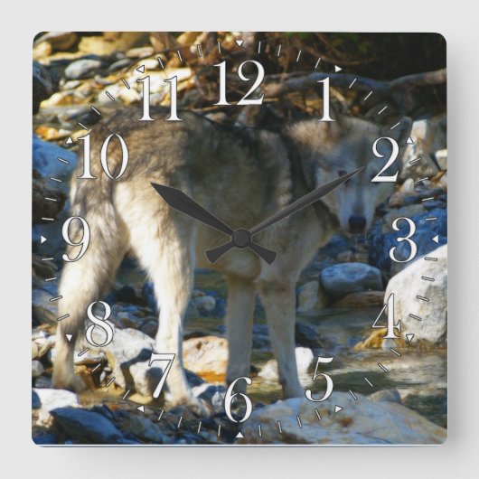 Horloge photo Gray Wolf & Stony Creek (Recto)