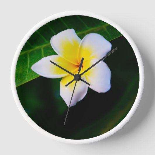 Horloge plumeria (Recto)