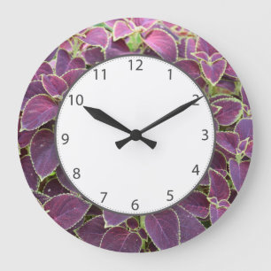 Horloge pourpre de jardin de coleus